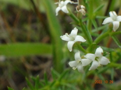 Asperula conferta