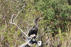 Nannopterum brasilianum