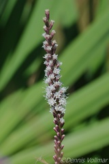 Liatris quadriflora