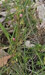 Drosera auriculata