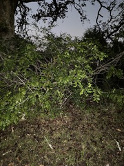 Wisteria frutescens
