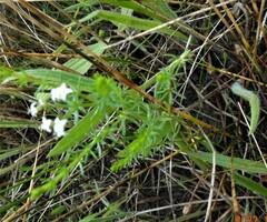 Asperula conferta