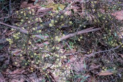 Acacia aculeatissima