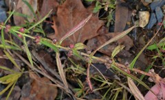 Ammannia coccinea