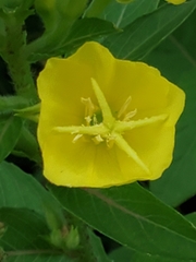Oenothera pilosella