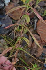 Ammannia coccinea