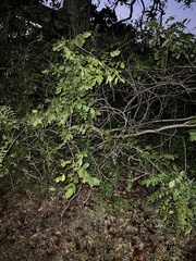 Wisteria frutescens