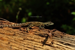 Sceloporus anahuacus