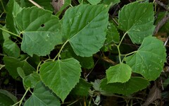 Ampelopsis cordata