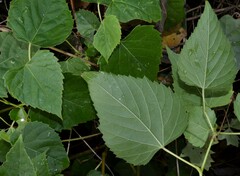 Ampelopsis cordata