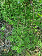 Billardiera scandens