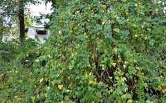 Ampelopsis cordata