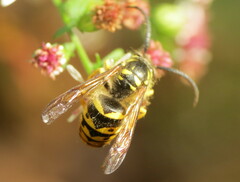 Vespula flavopilosa