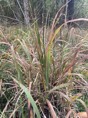 Chasmanthium sessiliflorum