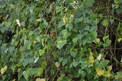 Ampelopsis cordata