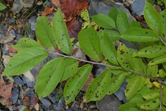 Diospyros virginiana