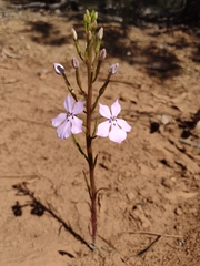 Isotoma hypocrateriformis