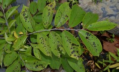 Diospyros virginiana