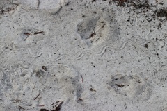 Plestiodon reynoldsi