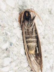 Truncaptera truncata