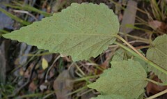 Hibiscus lasiocarpos