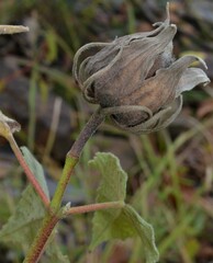 Hibiscus lasiocarpos