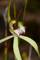 Caladenia tentaculata × venusta