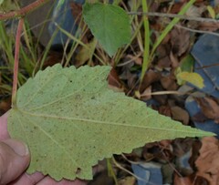 Hibiscus lasiocarpos