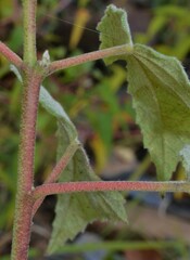 Hibiscus lasiocarpos