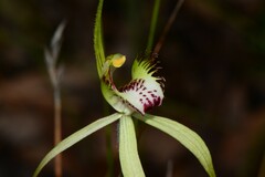 Caladenia tentaculata × venusta