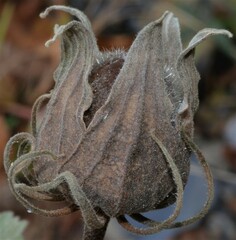 Hibiscus lasiocarpos