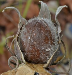 Hibiscus lasiocarpos