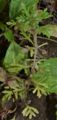 Leucospora multifida