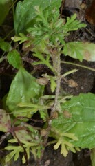 Leucospora multifida