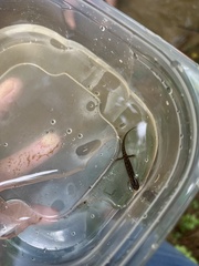 Desmognathus conanti