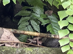 Bolbitis lonchophora