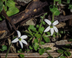Lobelia pedunculata