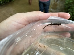 Desmognathus conanti