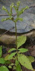 Mitreola petiolata