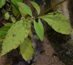 Mitreola petiolata
