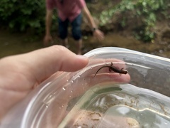 Desmognathus conanti