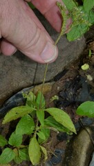 Mitreola petiolata