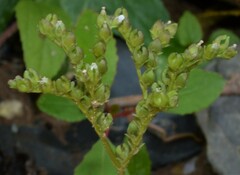 Mitreola petiolata