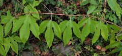 Passiflora incarnata