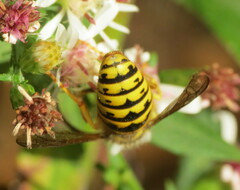 Vespula flavopilosa