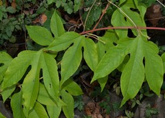 Passiflora incarnata