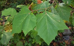 Platanus occidentalis