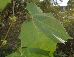 Platanus occidentalis