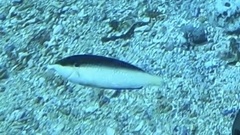 Anampses neoguinaicus