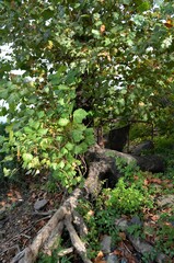 Platanus occidentalis